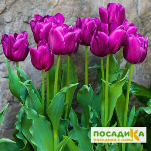 Тюльпан многоцветковый Пурпл Букет в Березникие
