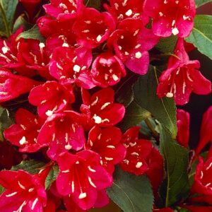 Вейгела цветущая «Ред Принц» в Березникие