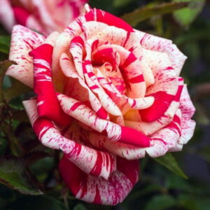 Роза чайно-гибридная Папагено в Березникие