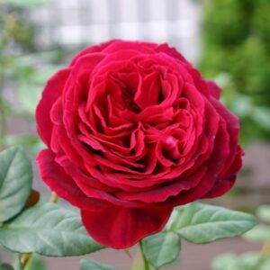 Роза чайно-гибридная Госпел в Березникие