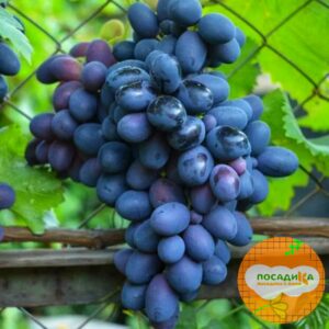 Ароматный и сладкий виноград «Августа» в Березникие