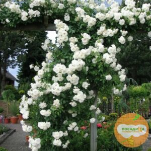 Роза плетистая Белый каскад в Березникие