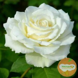 Роза чайно-гибридная Аваланж в Березникие