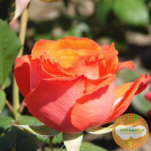 Роза Чайно-Гибридная Анжелика в Березникие